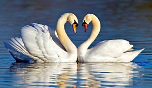 CBT. Swans